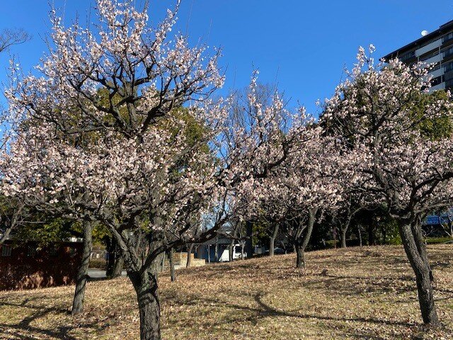 梅の花24020702.jpg